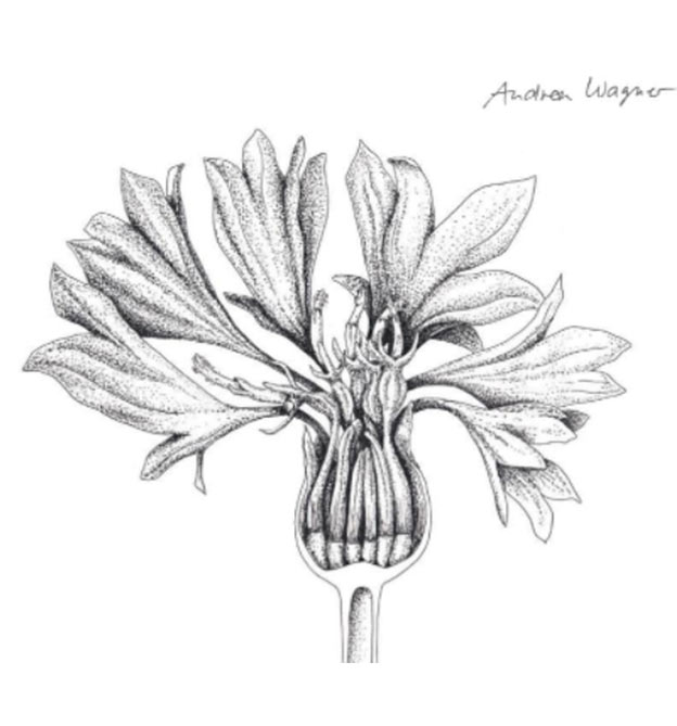 Zeichnung einer Blume
