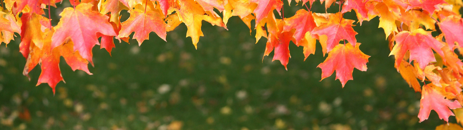 Neu_September_1600_450_leaves-178652_1920