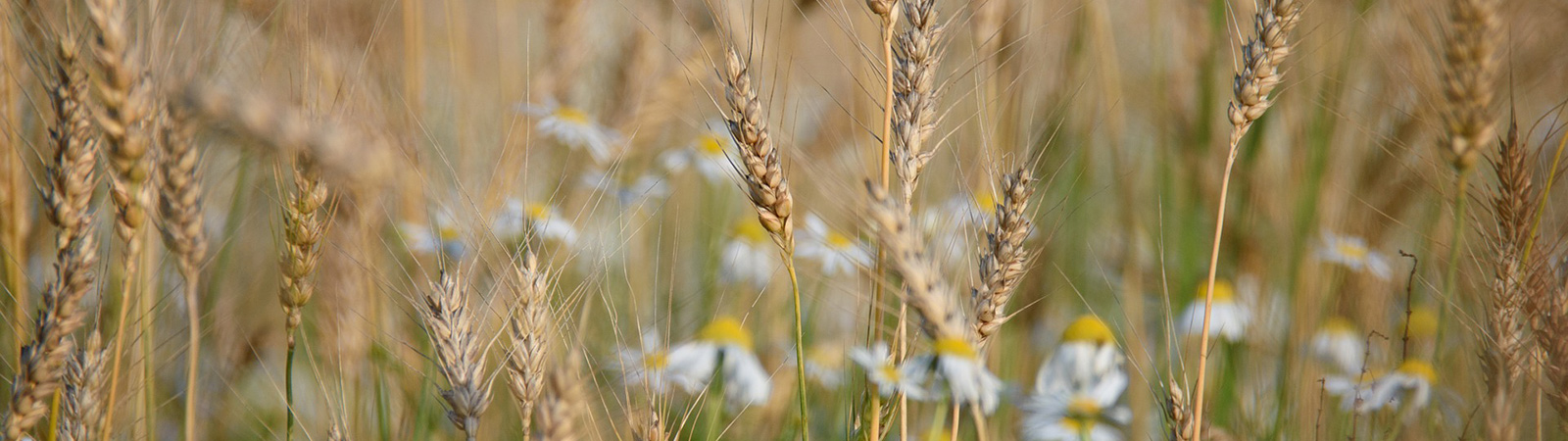 Neu_August_1600_450_wheat-879217_1920