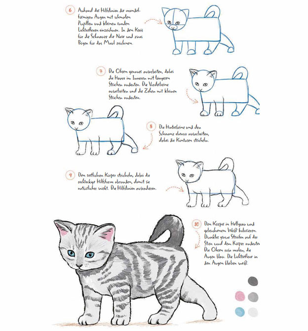 Anleitung amerikanische Kurzhaar Katze zeichnen in 10 Schritten - Teil 2